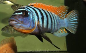 Metriaclima fainzilbergi 'Puulu'